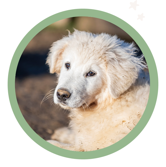 Dogwards - Corso educatore cinofilo - Corso Addestratore Enci - Corsi di aggiornamento